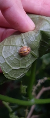 Epilachna clandestina