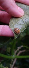 Epilachna clandestina