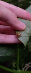 Epilachna clandestina