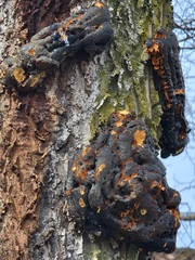 Fungi