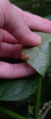 Epilachna clandestina