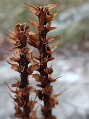 Dactylorhiza saccifera