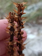 Dactylorhiza saccifera
