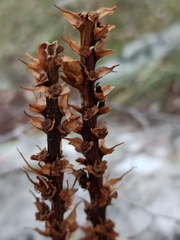 Dactylorhiza saccifera