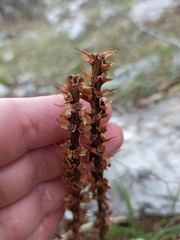 Dactylorhiza saccifera