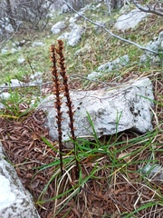 Dactylorhiza saccifera