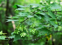 Acer ukurunduense