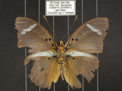 Euphaedra preussi preussi