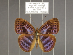 Euriphene goniogramma