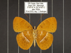 Euriphene goniogramma
