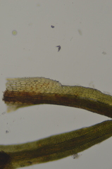 Eucladium verticillatum