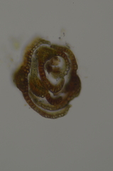 Eucladium verticillatum