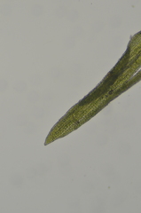 Eucladium verticillatum
