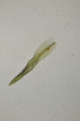 Eucladium verticillatum