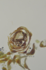 Eucladium verticillatum