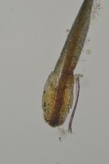 Eucladium verticillatum