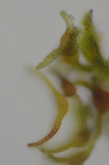 Eucladium verticillatum