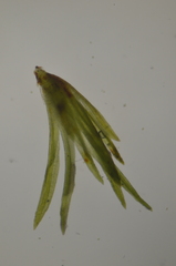 Eucladium verticillatum