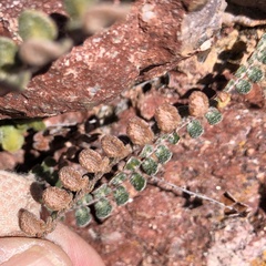 Astrolepis cochisensis