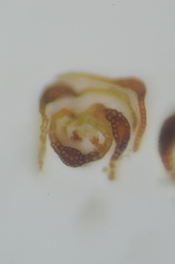 Eucladium verticillatum