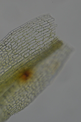 Eucladium verticillatum