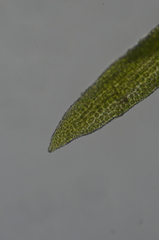 Eucladium verticillatum