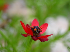 Adonis annua