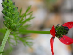 Adonis annua