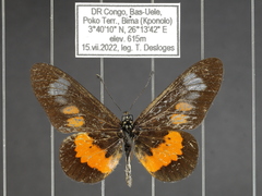 Acraea penelope
