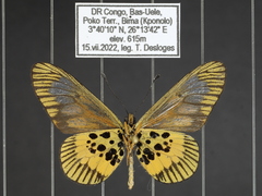 Acraea penelope