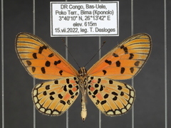 Acraea buettneri