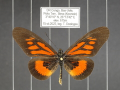 Acraea orinata