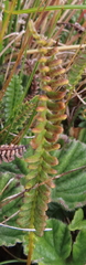 Blechnum penna-marina