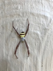 Argiope
