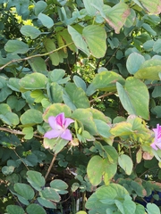 Bauhinia variegata