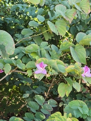 Bauhinia variegata