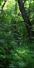 Aconitum volubile