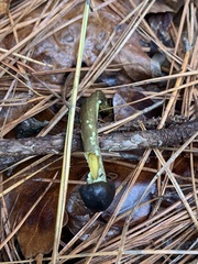 Tolypocladium capitatum