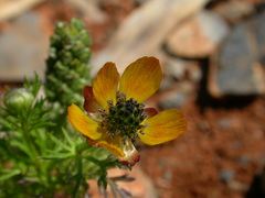 Adonis microcarpa