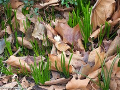 Ornithogalum umbellatum