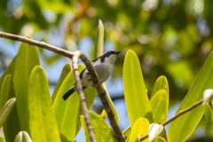 Ficedula westermanni