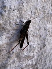 Rhammatocerus pictus