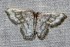 Chloropteryx opalaria