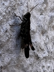 Rhammatocerus pictus