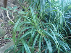 Freycinetia formosana