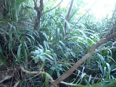 Freycinetia formosana