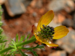 Adonis microcarpa