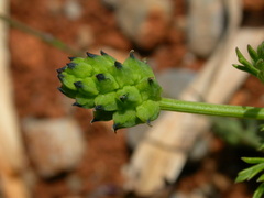 Adonis microcarpa