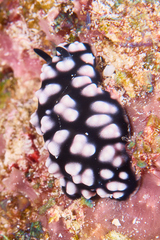 Phyllidiella