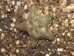 Asterina gibbosa